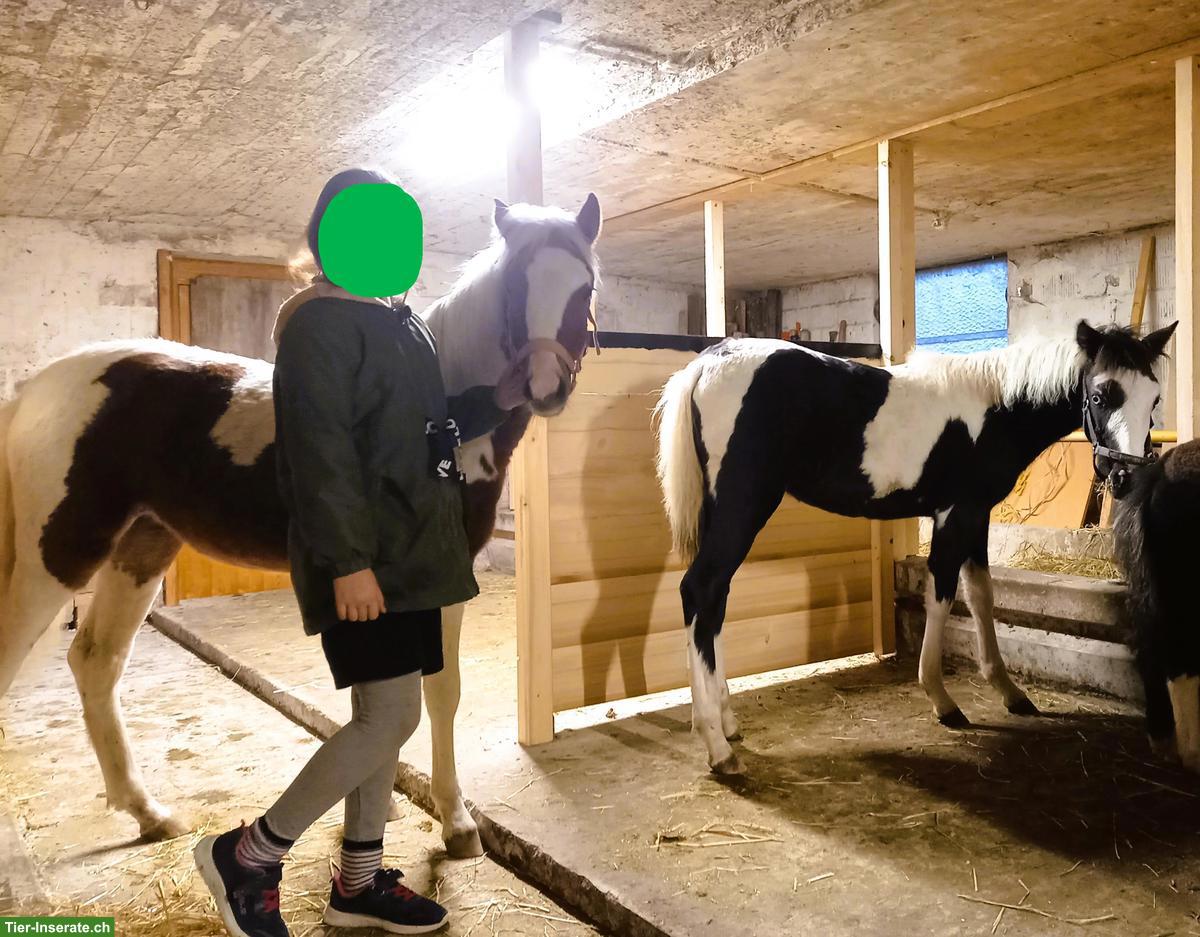 Bild 4: American Shetland Pony Fohlen zu verkaufen