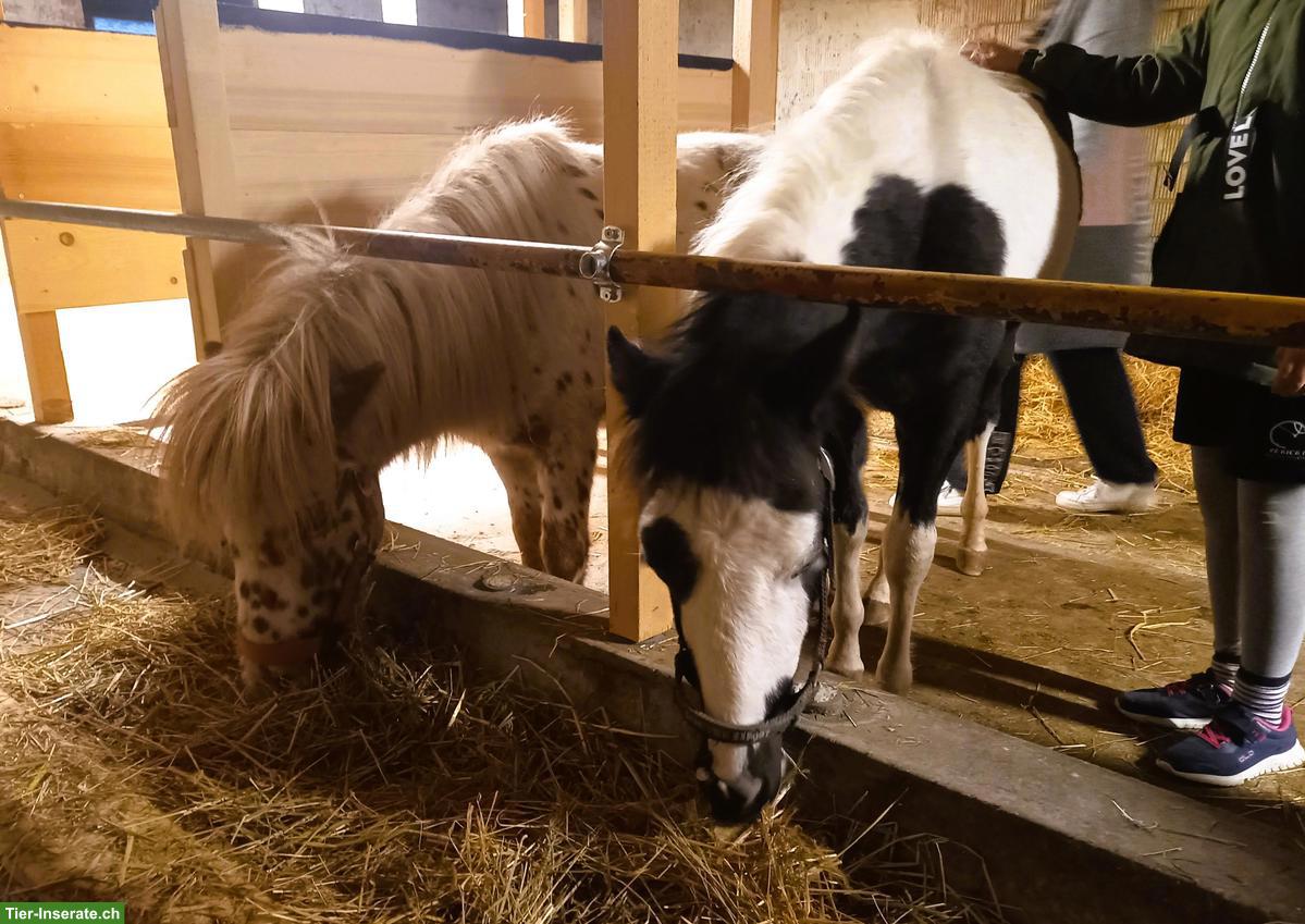 Bild 5: American Shetland Pony Fohlen zu verkaufen