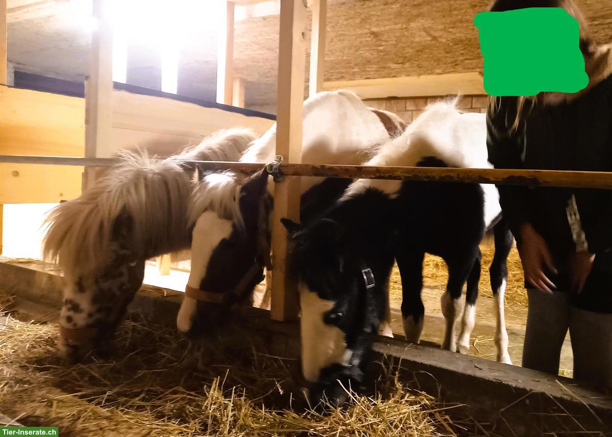 Bild 6: American Shetland Pony Fohlen zu verkaufen