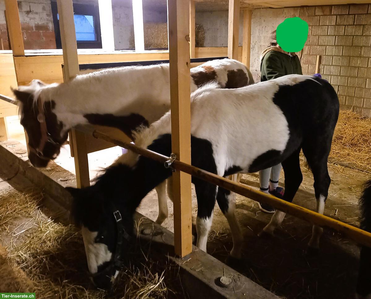 Bild 7: American Shetland Pony Fohlen zu verkaufen