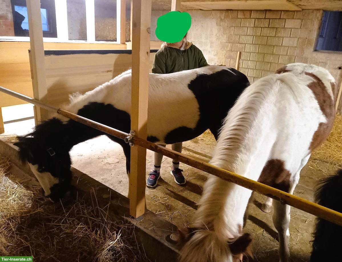 Bild 8: American Shetland Pony Fohlen zu verkaufen
