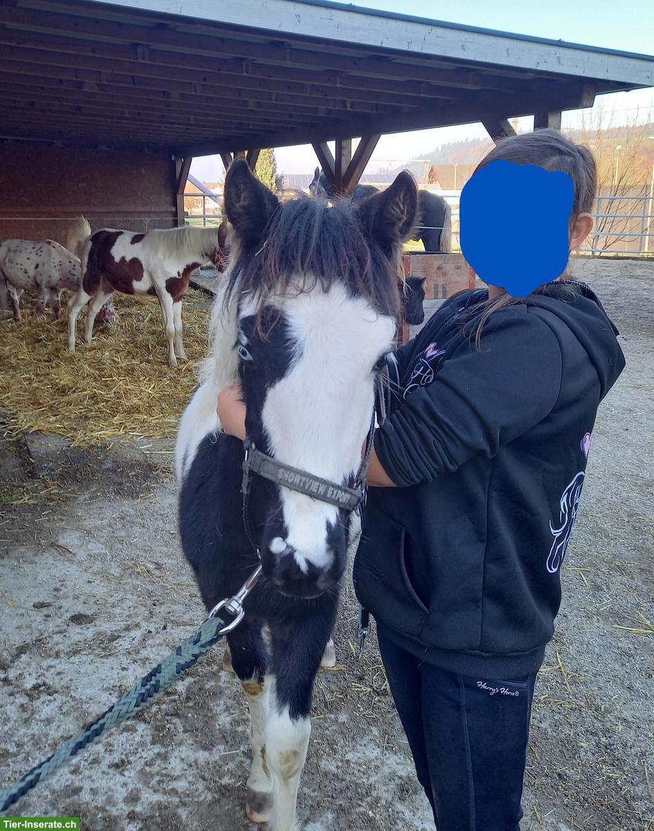 Bild 9: American Shetland Pony Fohlen zu verkaufen
