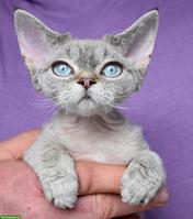 Devon Rex Kitten mit Stammbaum und Gesundheitszeugnis