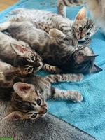 Bengal Kitten, Seal Sepia Charcoal & Seal Mink Spotted