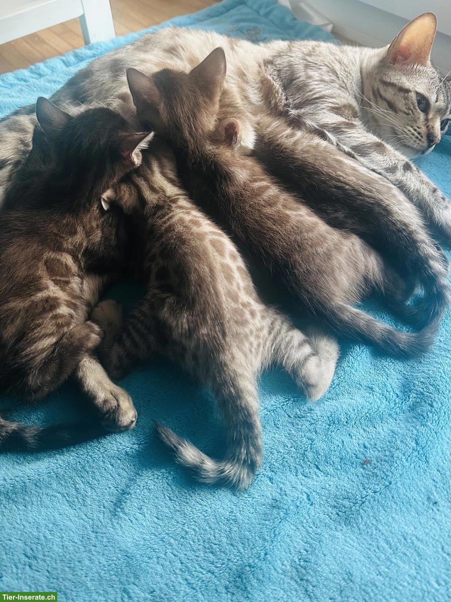 Bild 2: Bengal Kitten, Seal Sepia Charcoal & Seal Mink Spotted