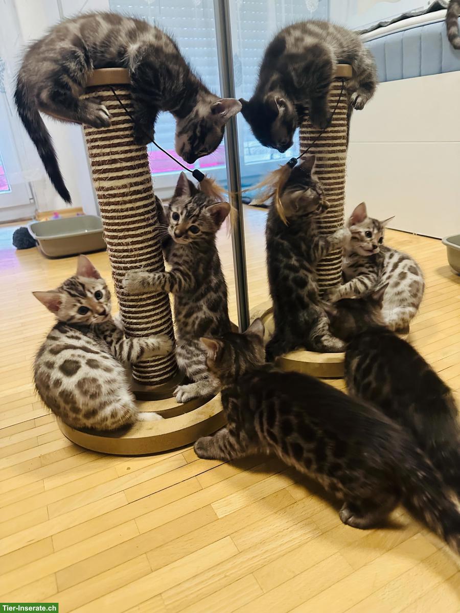 Bild 4: Bengal Kitten, Seal Sepia Charcoal & Seal Mink Spotted