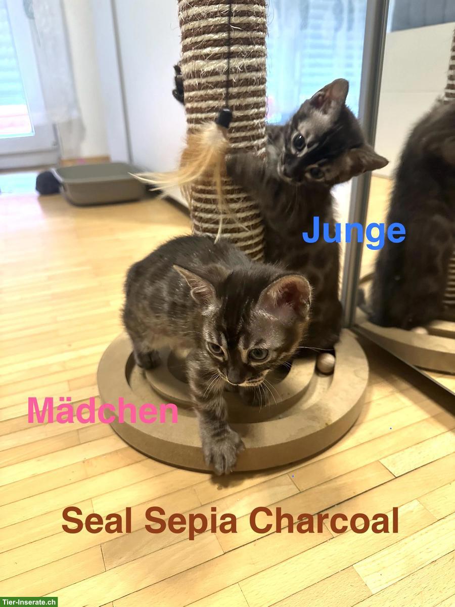 Bild 5: Bengal Kitten, Seal Sepia Charcoal & Seal Mink Spotted