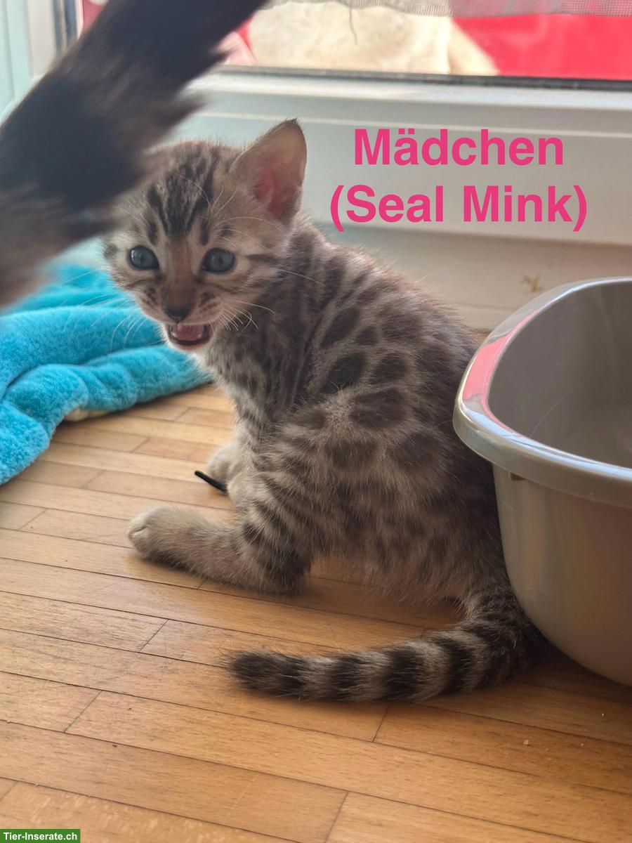 Bild 6: Bengal Kitten, Seal Sepia Charcoal & Seal Mink Spotted