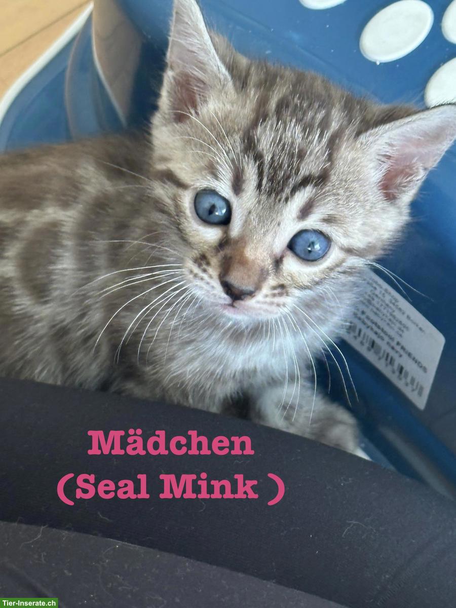 Bild 7: Bengal Kitten, Seal Sepia Charcoal & Seal Mink Spotted