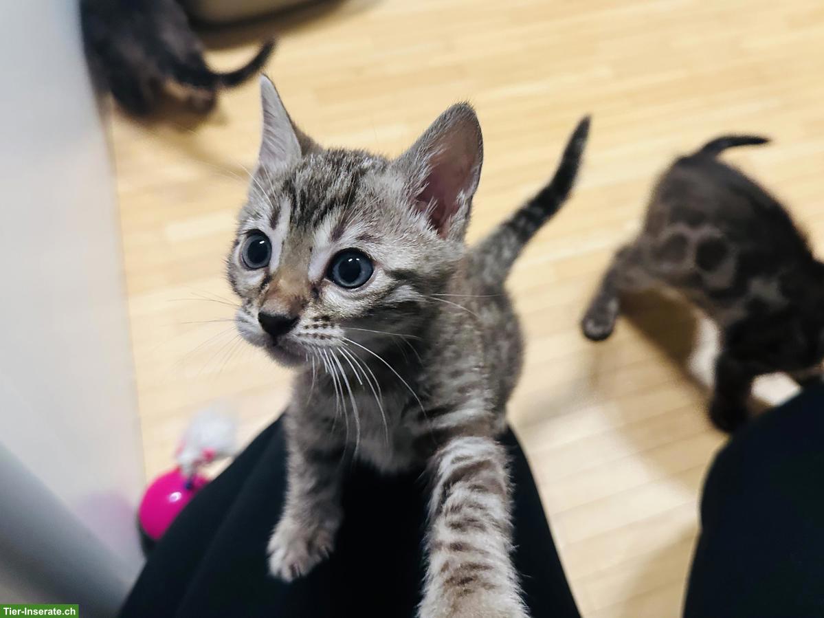 Bild 8: Bengal Kitten, Seal Sepia Charcoal & Seal Mink Spotted