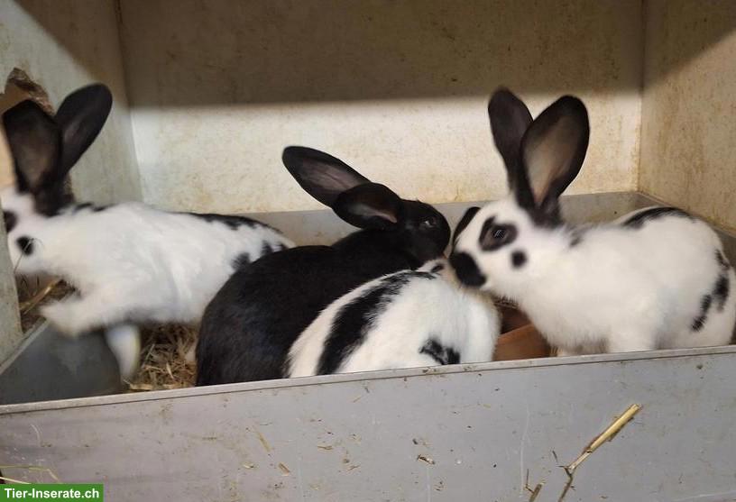 Schweizer Schecken Kaninchen zu verkaufen
