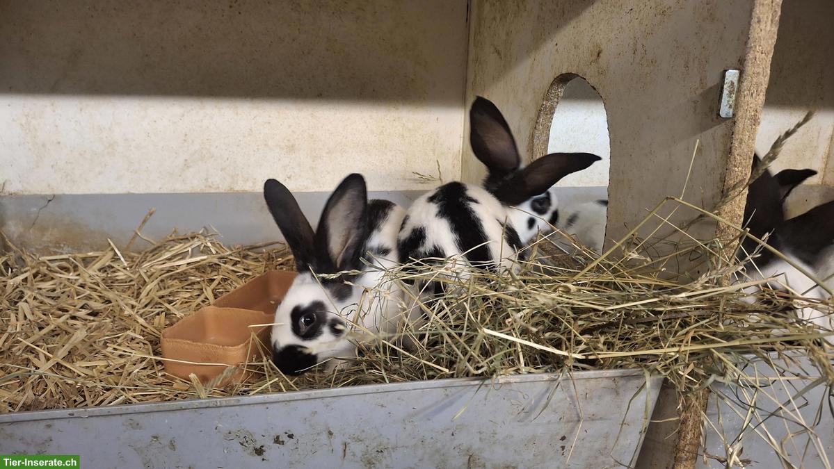 Bild 2: Schweizer Schecken Kaninchen zu verkaufen