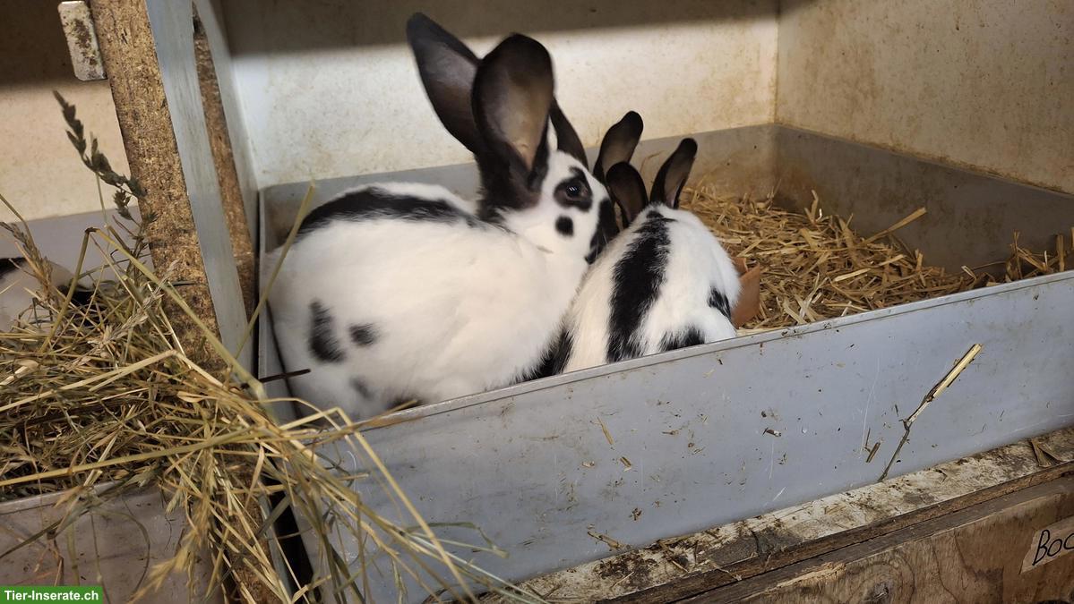 Bild 3: Schweizer Schecken Kaninchen zu verkaufen