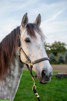 Pflegebeteiligung in Cham für deutsches Reitpony & Lusitano