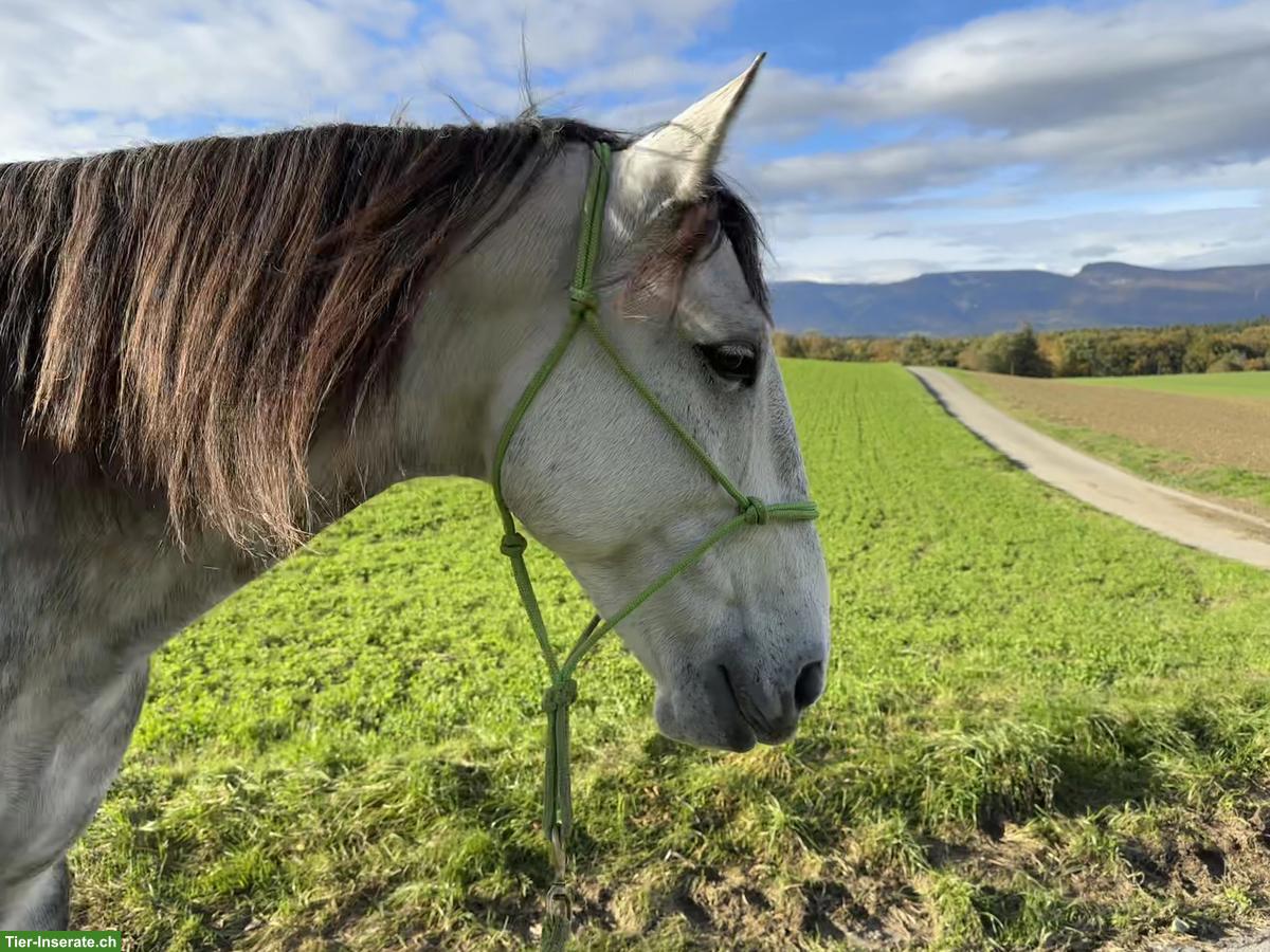 Bild 3: Pflegebeteiligung in Cham für deutsches Reitpony & Lusitano