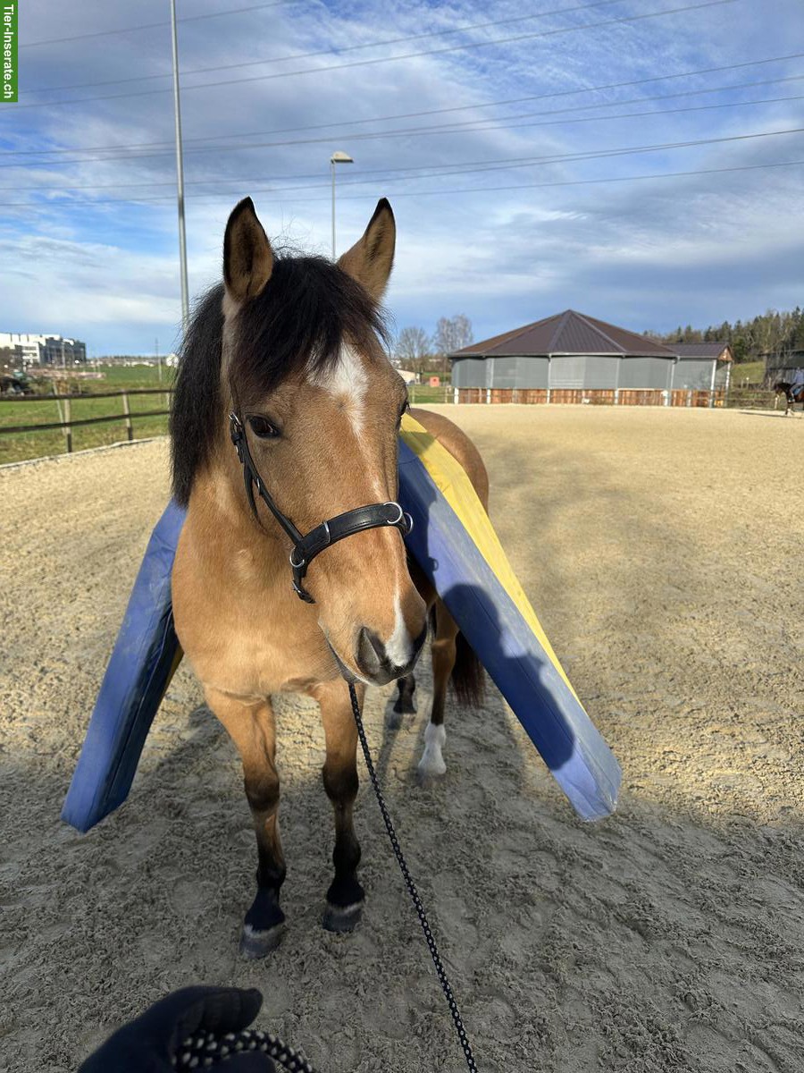 Bild 4: Pflegebeteiligung in Cham für deutsches Reitpony & Lusitano
