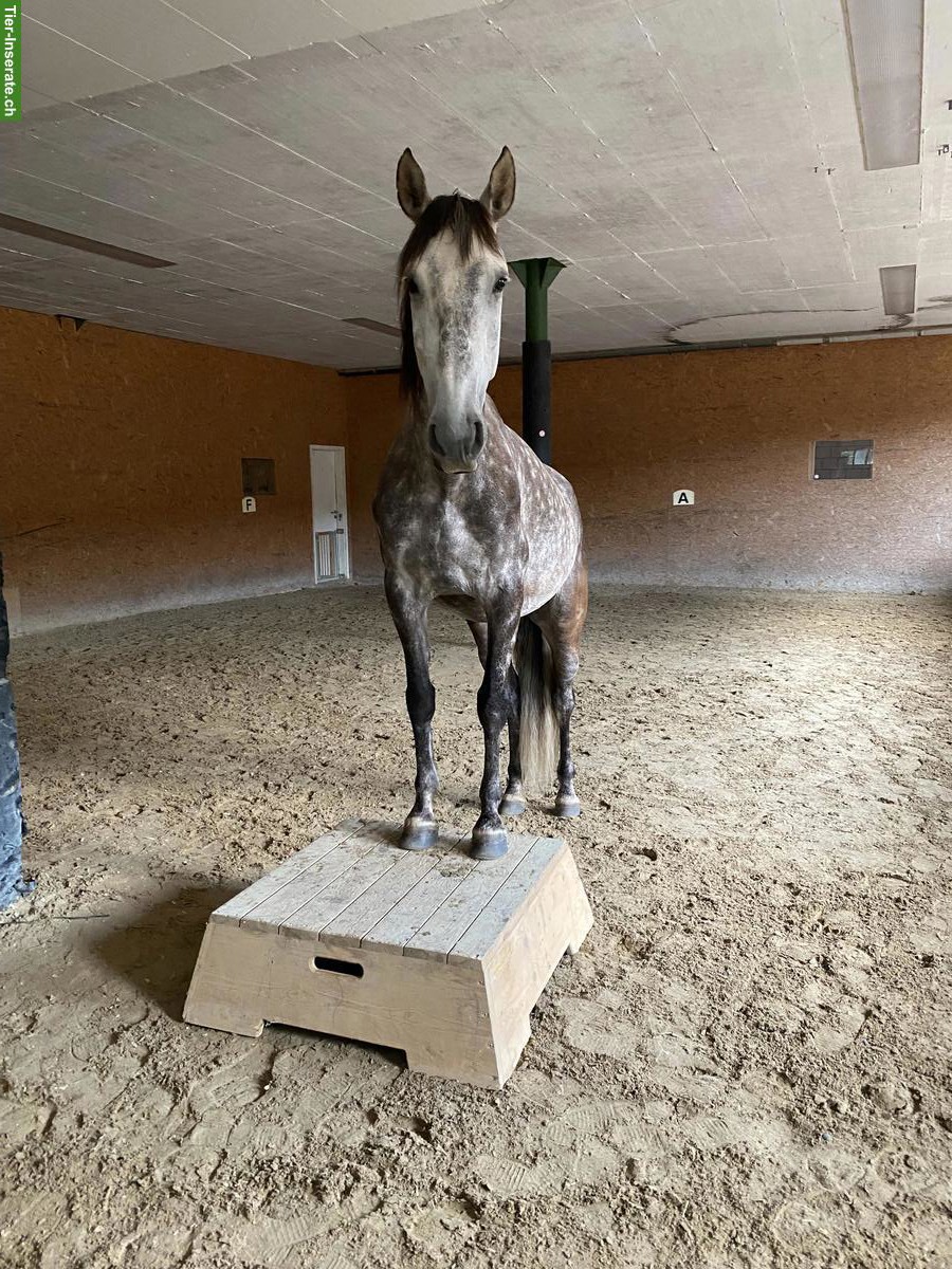 Bild 5: Pflegebeteiligung in Cham für deutsches Reitpony & Lusitano