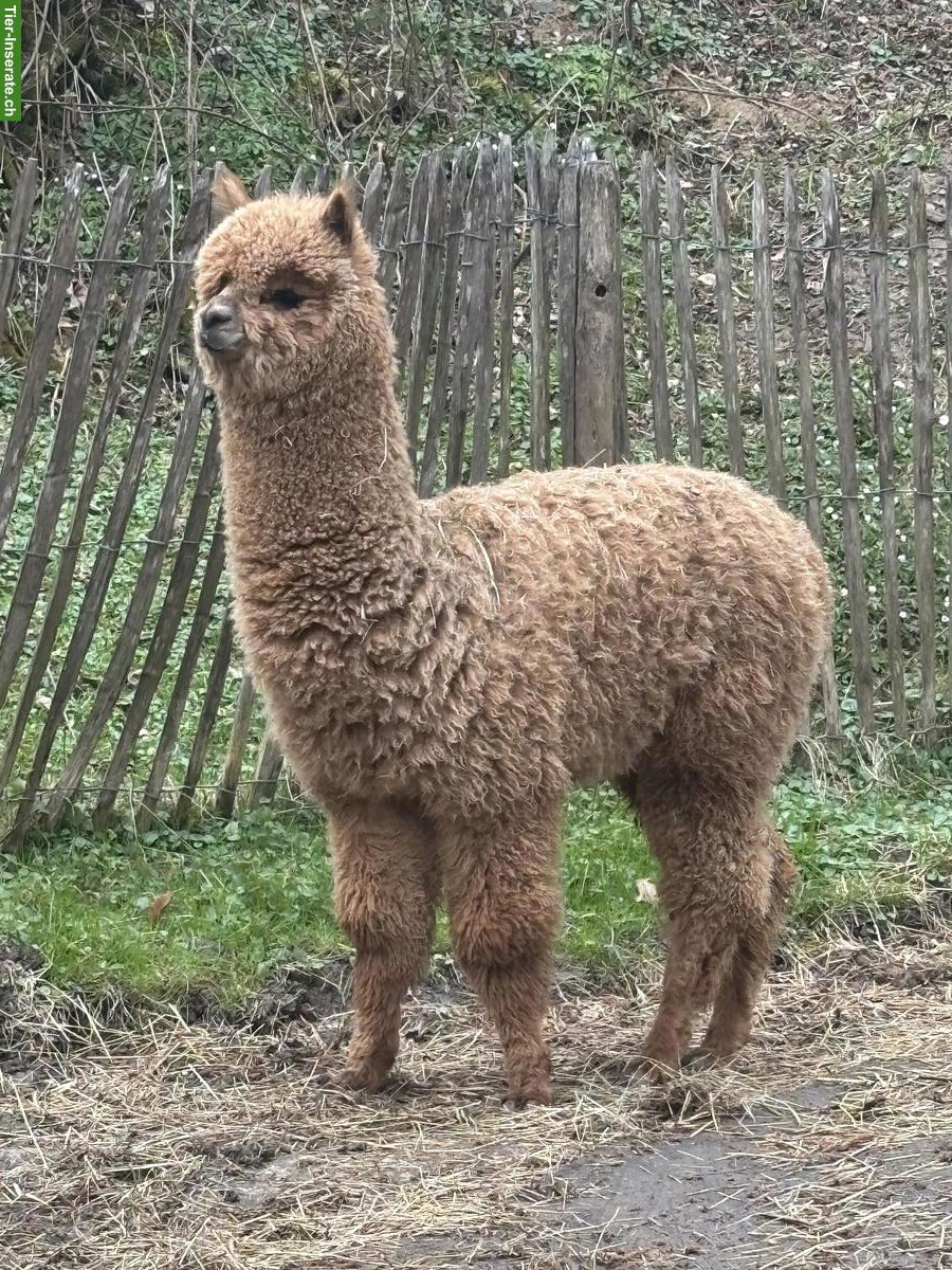 Junge Alpakas zu verkaufen