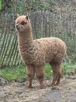 Junge Alpakas zu verkaufen