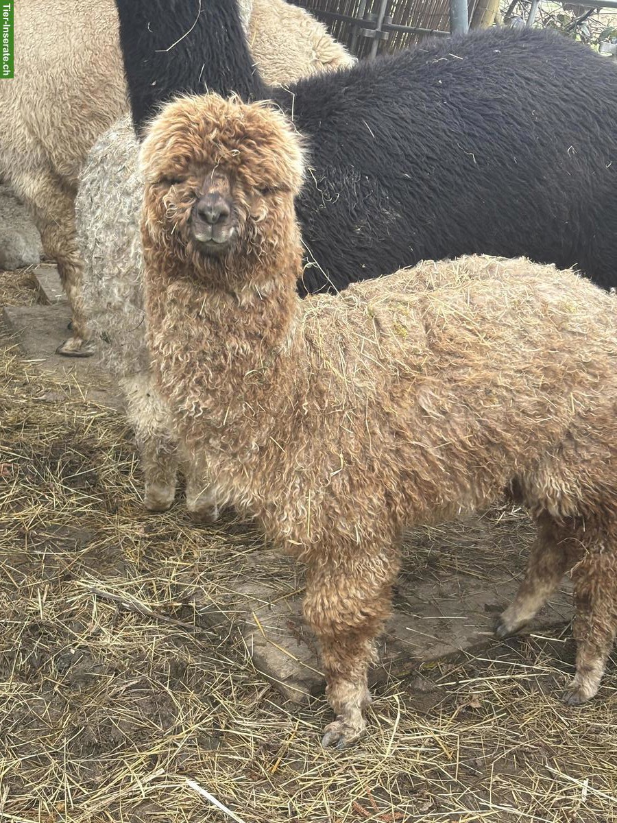 Bild 4: Junge Alpakas zu verkaufen