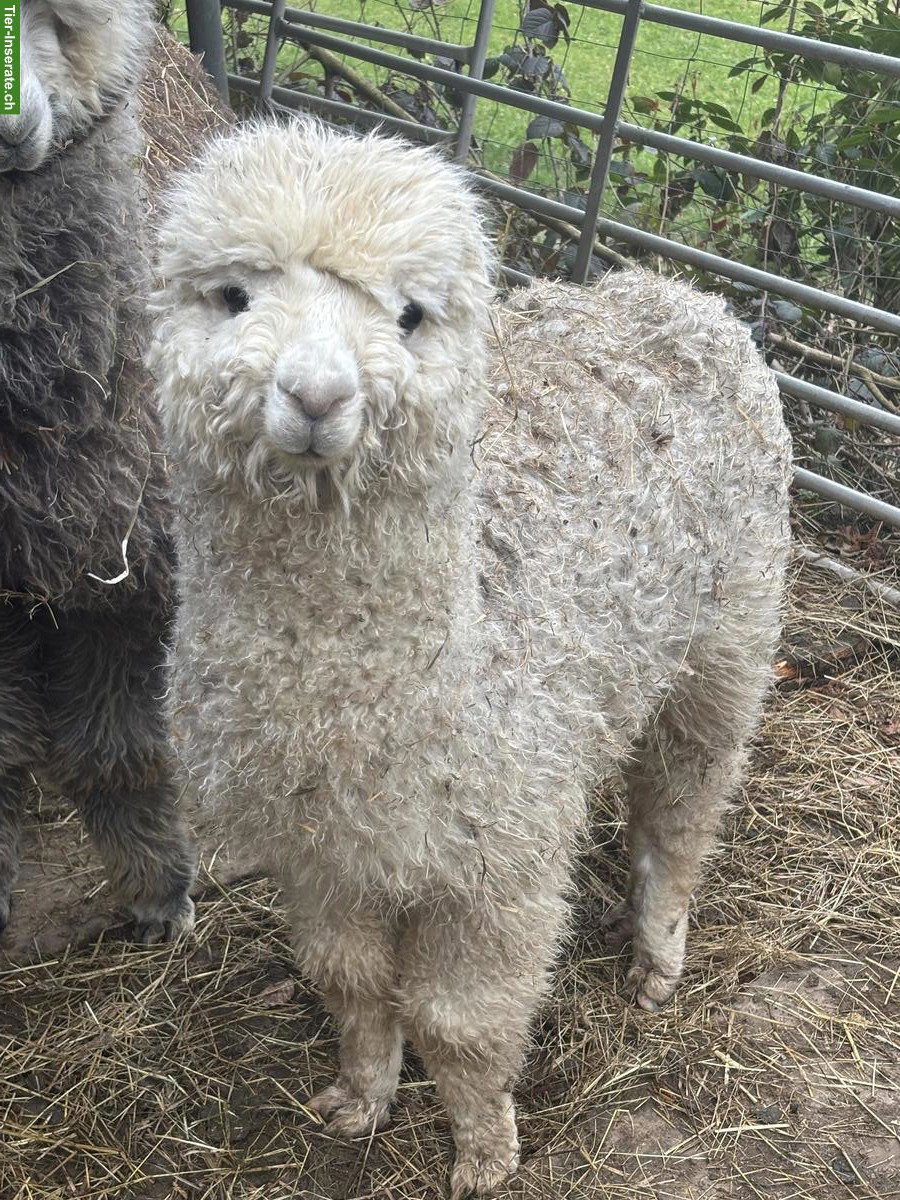 Bild 5: Junge Alpakas zu verkaufen