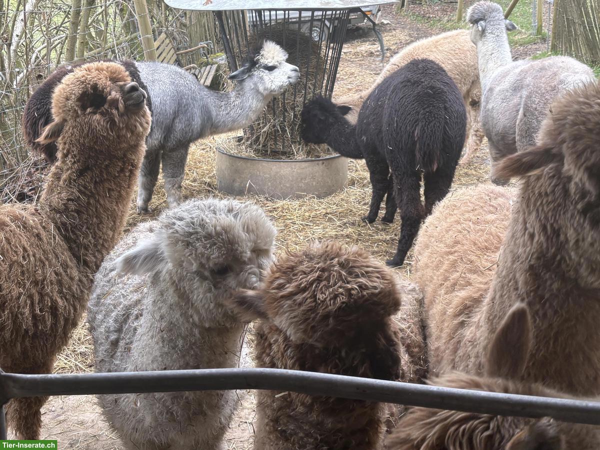 Bild 6: Junge Alpakas zu verkaufen
