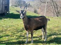 Junge Ziege zu verkaufen