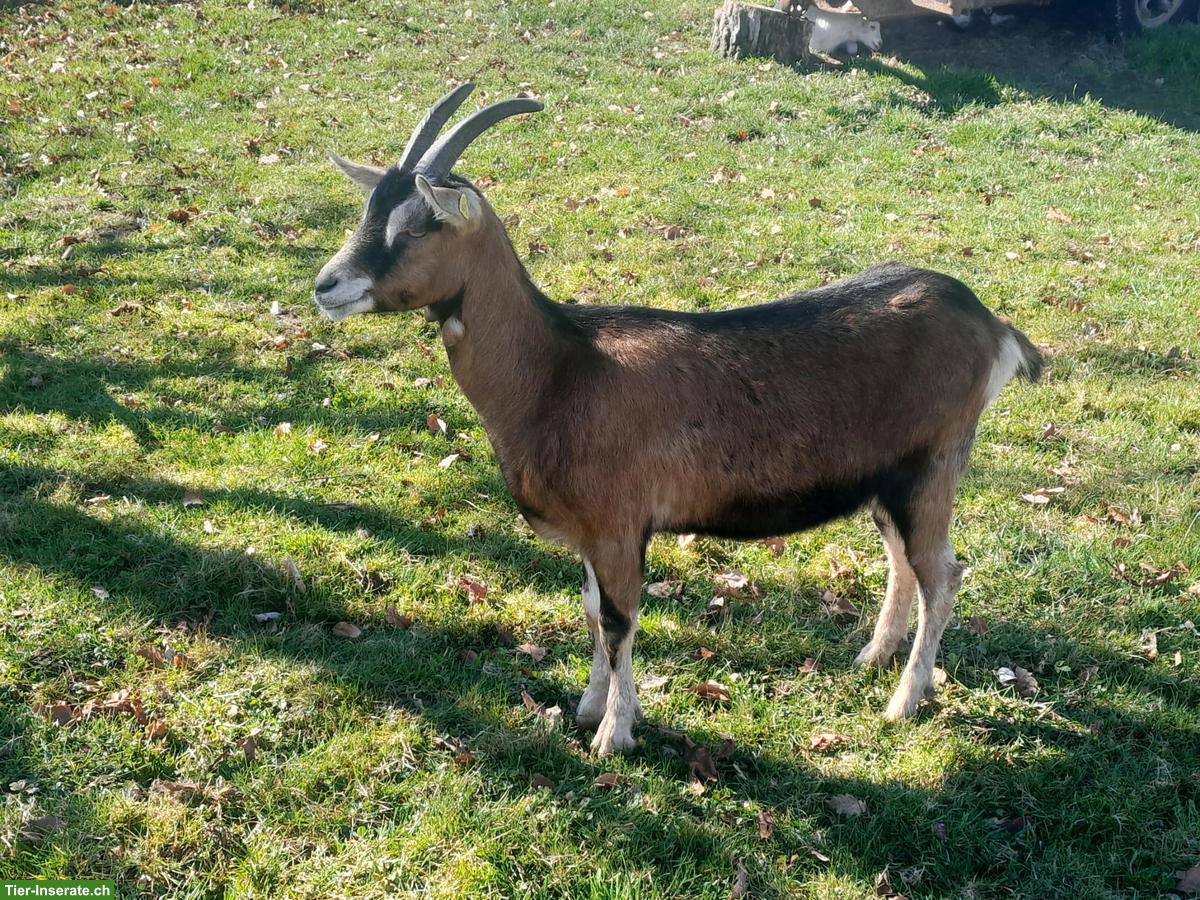 Bild 2: Junge Ziege zu verkaufen