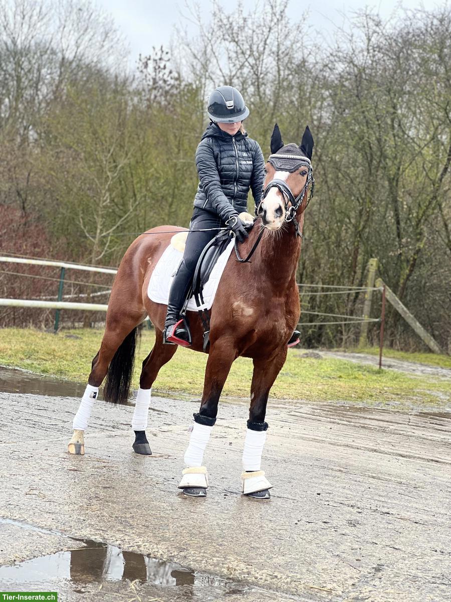 Charmanter Reitpony Allrounder 8J mit Herz und Talent