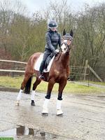 Charmanter Reitpony Allrounder 8J mit Herz und Talent