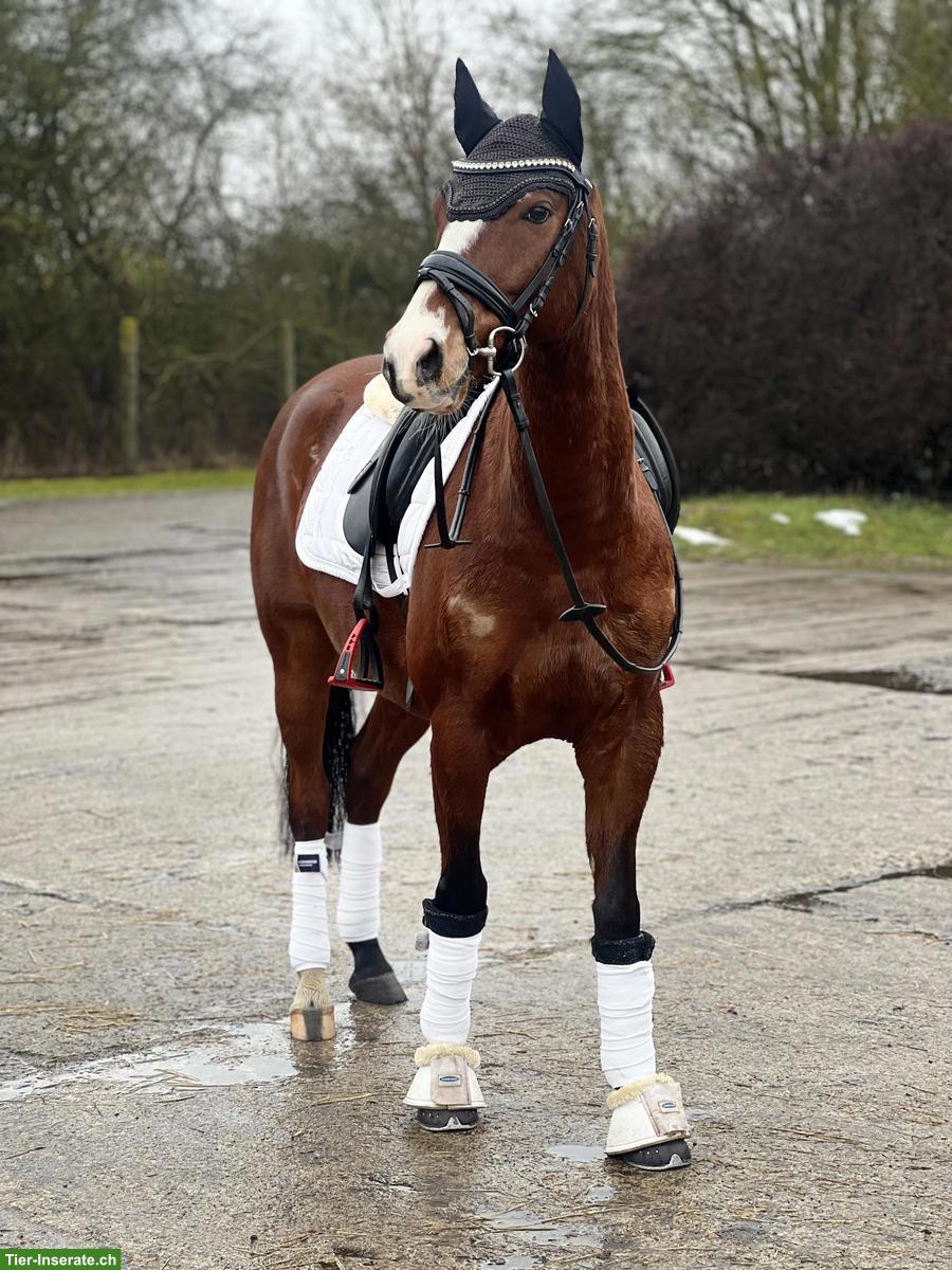 Bild 2: Charmanter Reitpony Allrounder 8J mit Herz und Talent