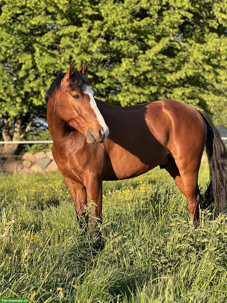 Bild 3: Charmanter Reitpony Allrounder 8J mit Herz und Talent