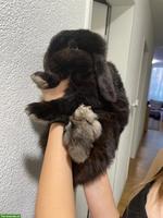 Herziger Zwergkaninchen Rammler sucht liebes Zuhause