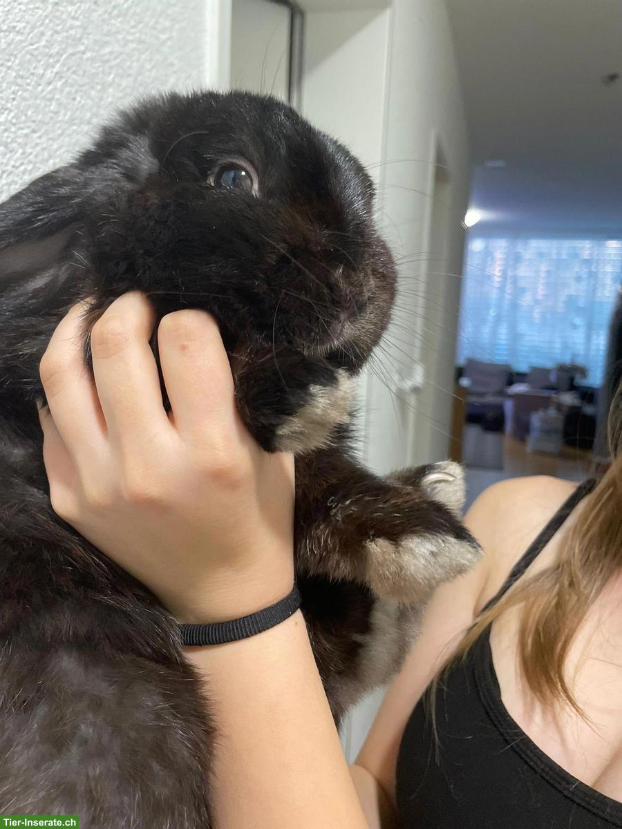 Bild 2: Herziger Zwergkaninchen Rammler sucht liebes Zuhause