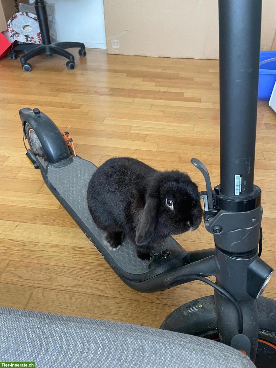 Bild 5: Herziger Zwergkaninchen Rammler sucht liebes Zuhause