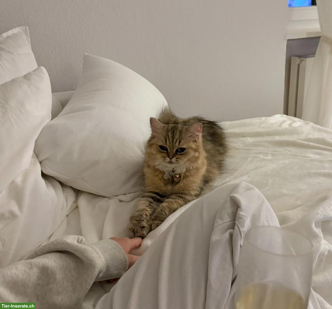 2-jährige Persian cat / Ragdoll Katze sucht ein Zuhause