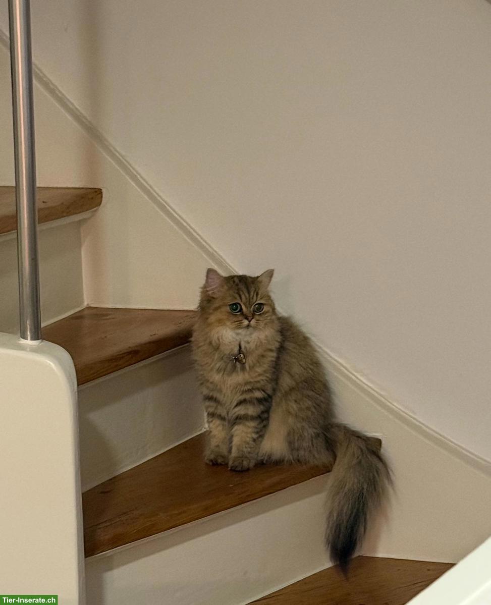 Bild 2: 2-jährige Persian cat / Ragdoll Katze sucht ein Zuhause