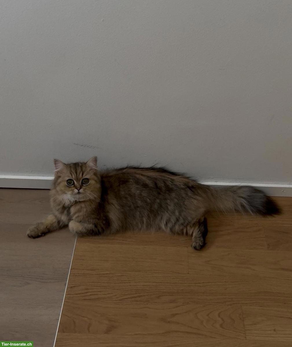 Bild 3: 2-jährige Persian cat / Ragdoll Katze sucht ein Zuhause