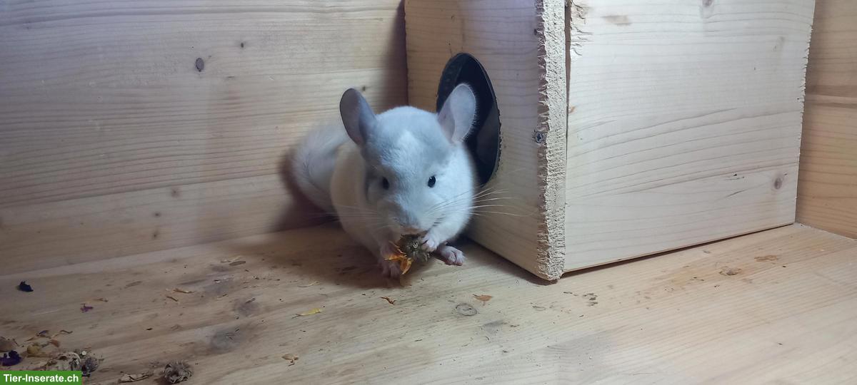 Junge Chinchillas, zutraulich, spezielle Farben