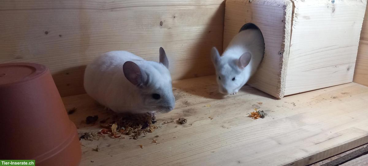 Bild 2: Junge Chinchillas, zutraulich, spezielle Farben