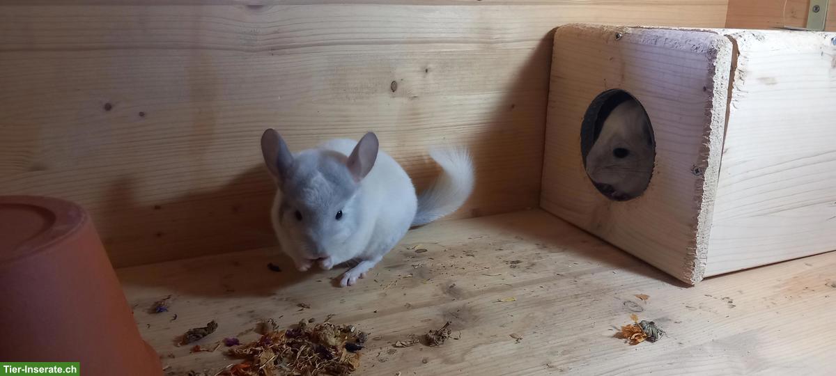 Bild 3: Junge Chinchillas, zutraulich, spezielle Farben