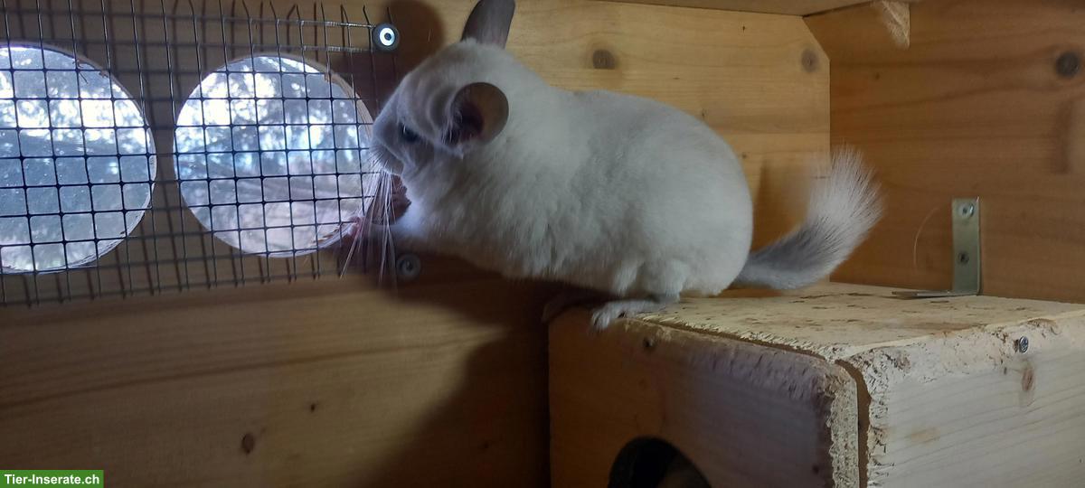 Bild 4: Junge Chinchillas, zutraulich, spezielle Farben