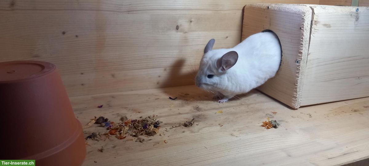 Bild 5: Junge Chinchillas, zutraulich, spezielle Farben