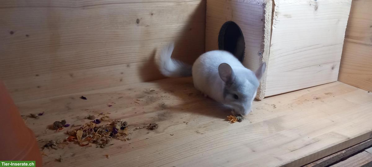 Bild 6: Junge Chinchillas, zutraulich, spezielle Farben