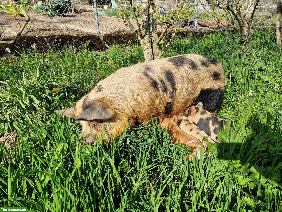 Kunekune Schweine mit Stammbaum