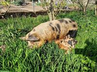 Kunekune Schweine mit Stammbaum