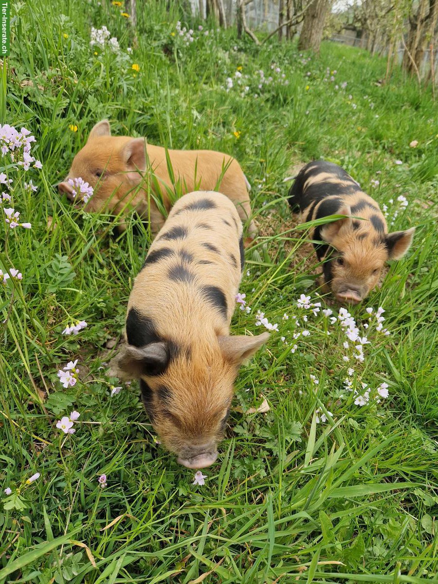 Bild 2: Kunekune Schweine mit Stammbaum