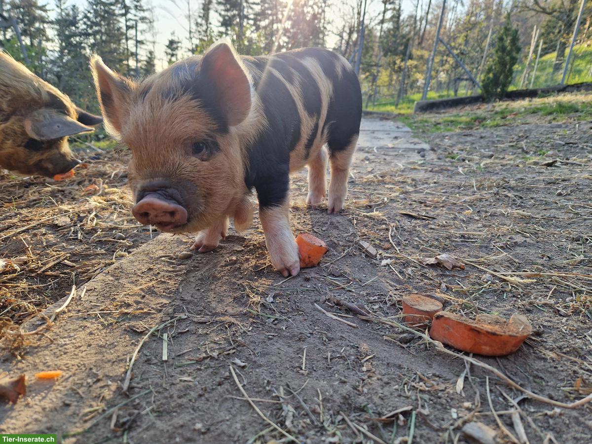 Bild 3: Kunekune Schweine mit Stammbaum