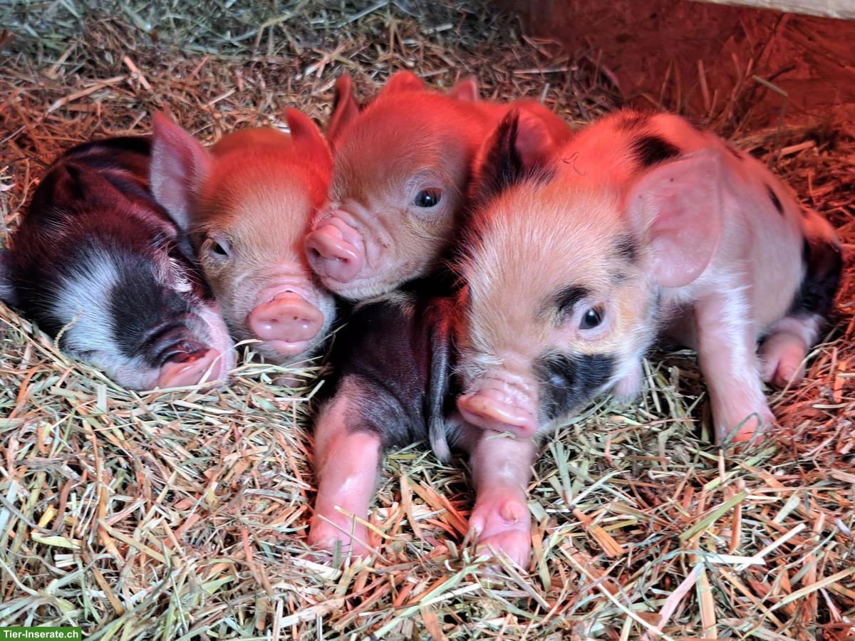 Bild 4: Kunekune Schweine mit Stammbaum