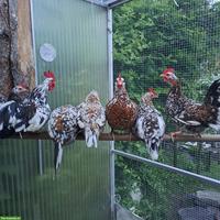 Bruteier Steinpiperl zu verkaufen